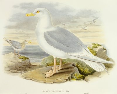 İzlanda martı (Larus glaucoides), John Gould tarafından gravür by John Gould