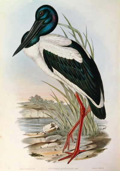 John Gould