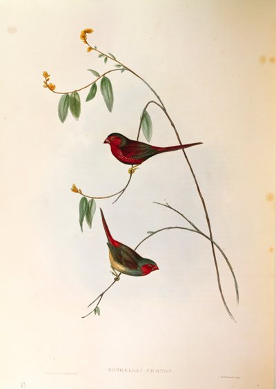 John Gould