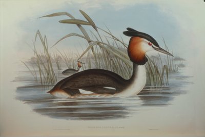 Oscar Dressler tarafından John Gould