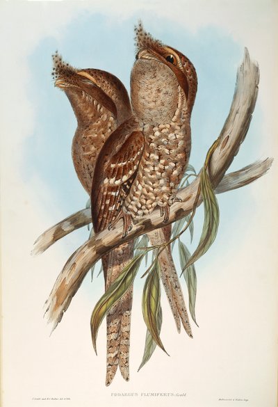 John Gould