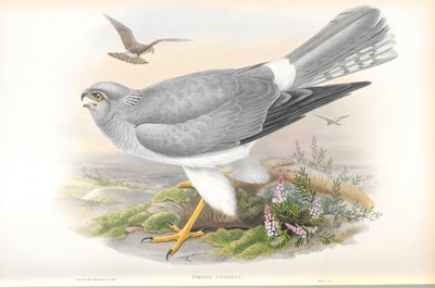 Circus Cyaneus (Tavuk Harrier) çizimi by John Gould