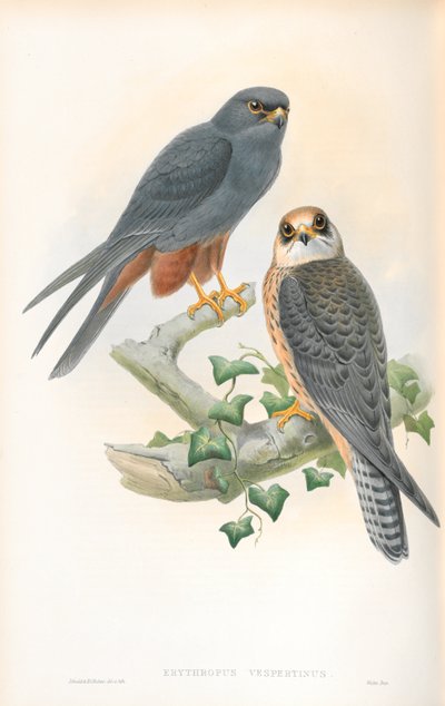 Erythropus Vespertinus (Turuncu bacaklı hobi) çizimi by John Gould