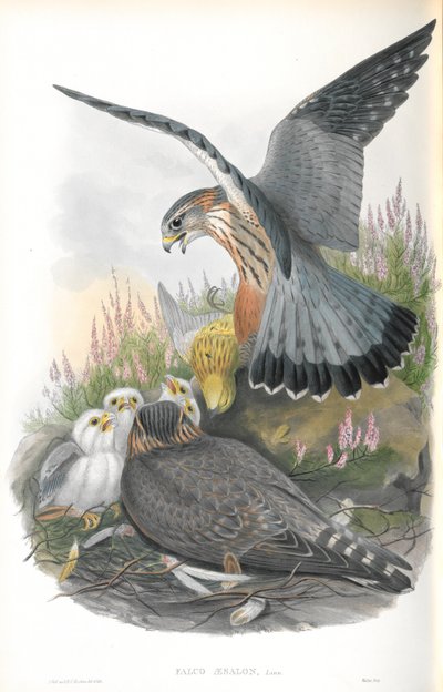 Falco Aesalon (Merlin) çizimi by John Gould