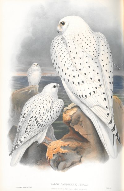 Falco Candicans (Greenland Falcon Light Race) çizimi by John Gould