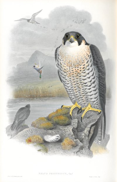 Falco Peregrinus (Peregrine Falcon) çizimi by John Gould