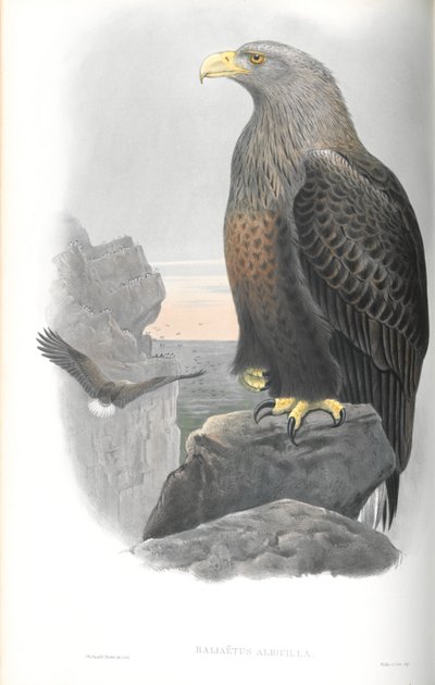 Haliaeetus Albicilla (Deniz-Kartal) çizimi by John Gould