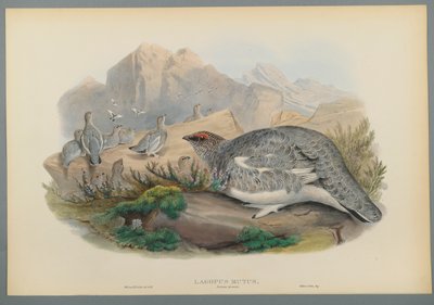 Lagopus Mutus, Sonbahar Tüyleri: Adi Ptarmigan (dokuma kağıt üzerinde renkli lito) by John Gould