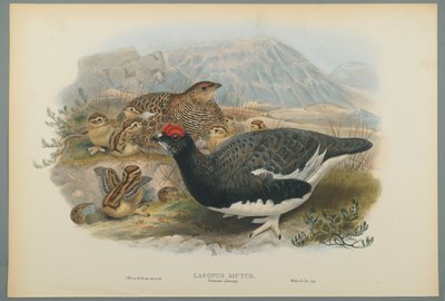 Lagopus Mutus, Yaz Tüyleri: Adi Ptarmigan (dokuma kağıt üzerinde renkli lito) by John Gould
