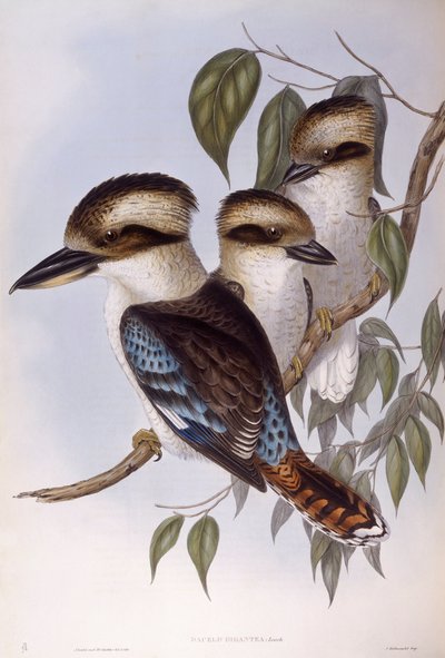 Gülen kookaburra (Dacelo novaeguineae), John Gould tarafından gravür by John Gould