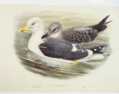 Küçük kara sırtlı martı (Larus fuscus), illüstrasyon by John Gould