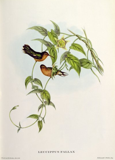 Leucippus Fallaks by John Gould