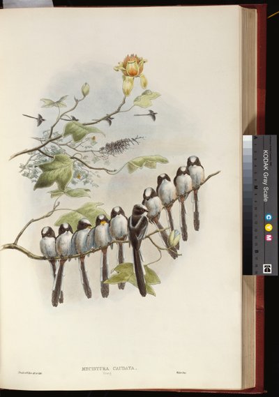 uzun kuyruklu baştankara by John Gould