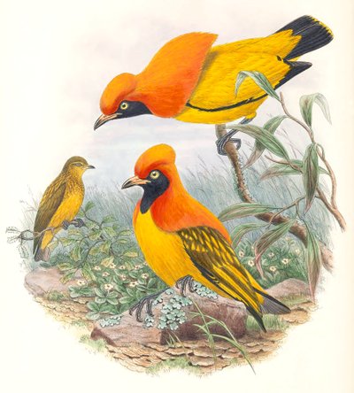  by John Gould