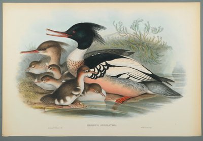Mergus Serrator: Merganser (dokuma kağıt üzerine renkli lito) by John Gould