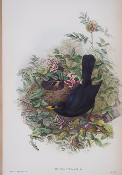 Merula Vulgaris, John Gould
