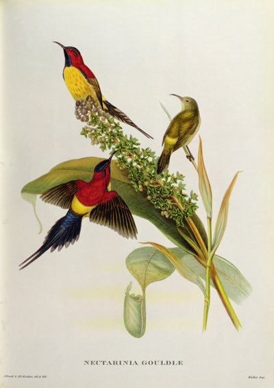 19. yüzyıl 
