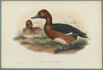Nyroca Leucophtalmos: Beyaz Gözler veya Ferruginous Duck (dokuma kağıt üzerinde renkli lito) by John Gould