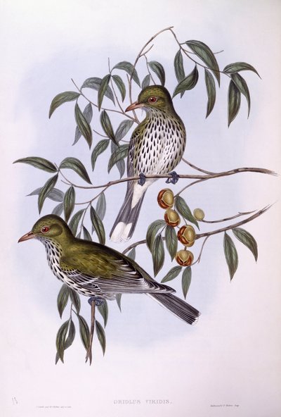 Zeytin sırtlı sarıasma (Oriolus sagittatus), John Gould tarafından gravür by John Gould