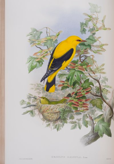 Oriolus Galbula, John Gould