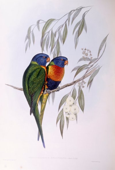 Süslü Lorike (Trichoglossus ornatus), John Gould tarafından gravür by John Gould