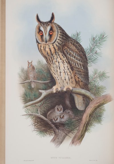 Otus Vulgaris, John Gould