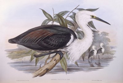 Pasifik balıkçılı (Ardea pacifica), John Gould tarafından gravür by John Gould