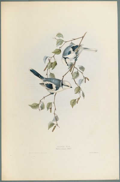 Parus Cyanus: Azure Tit (dokuma kağıt üzerinde renkli lito) by John Gould