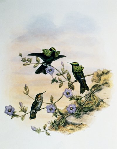 Tavuskuşu Coquette (Lophornis pavoninus), Monograph of Trochilidae veya Humming Birds (1849-1861), John Gould (1804-1881), Birleşik Krallık