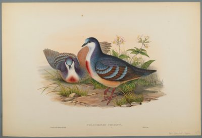 Philogoenas Cruenta (dokuma kağıt üzerinde renkli lito) by John Gould