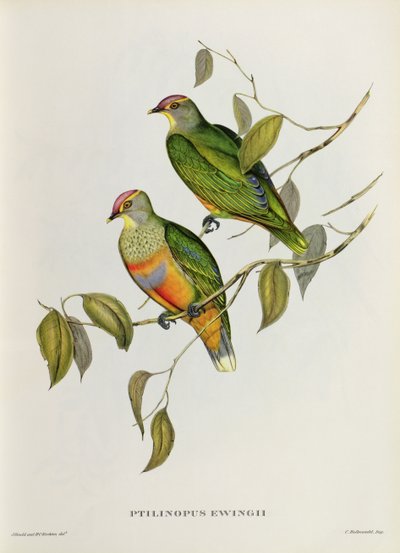 hidra ewingii by John Gould