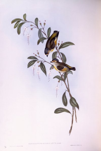 Kızıl kaşlı pardalot (Pardalotus rubricatus), John Gould tarafından gravür by John Gould