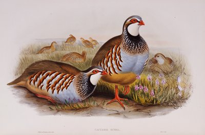 Kırmızı Bacaklı Keklikler, 1862-73 by John Gould