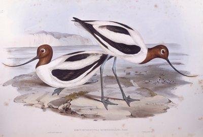 Kızıl boyunlu avocet (Recurvirostra novaehollandiae), John Gould tarafından gravür by John Gould