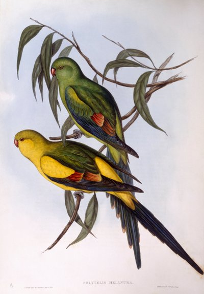 Naip papağan (Polytelis anthopeplus), John Gould tarafından gravür by John Gould