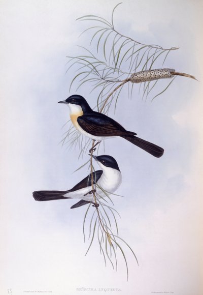 Huzursuz sinekkapan (Myiagra inquieta), John Gould tarafından gravür by John Gould