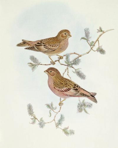 Gül Finch (Erythrospiza incarnata), John Gould tarafından gravür by John Gould