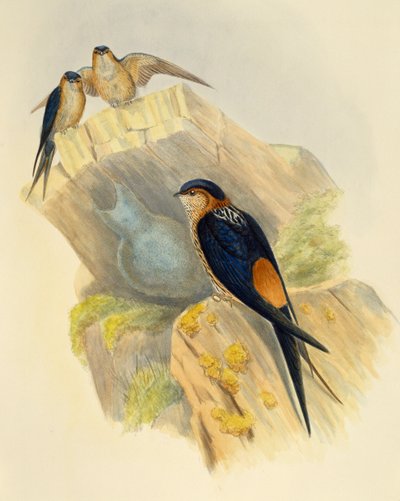 Kızıl karınlı Kırlangıç (Hirundo daurica), gravür John Gould (1804-1881), Birleşik Krallık by John Gould