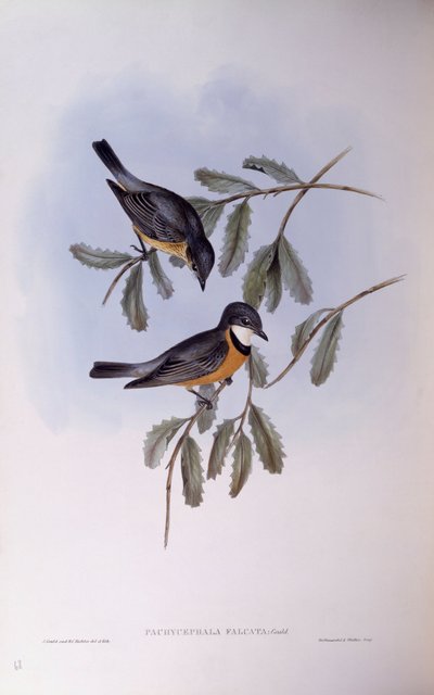 Kızıl ıslık çalan (Pachycephala rufiventris), John Gould tarafından gravür by John Gould