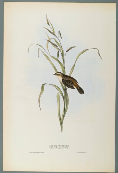 Salicaria Phragmatis: Sedge Warbler (dokuma kağıt üzerinde renkli lito) by John Gould