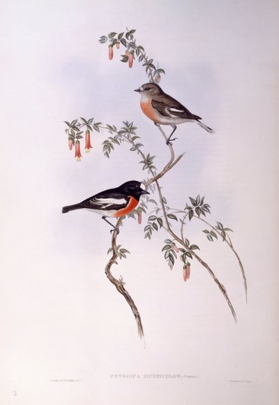 Scarlet robin (Petroica çok renkli), John Gould tarafından gravür by John Gould