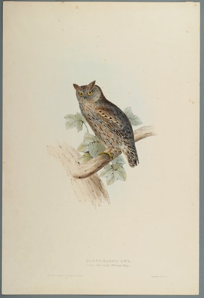 Scops Aldrovandi - Scops Kulaklı Baykuş (dokuma kağıt üzerinde renkli lito) by John Gould