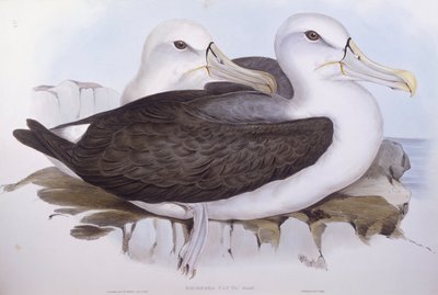 Utangaç albatros (Diomedea o Thalassarche cauta), John Gould tarafından gravür by John Gould