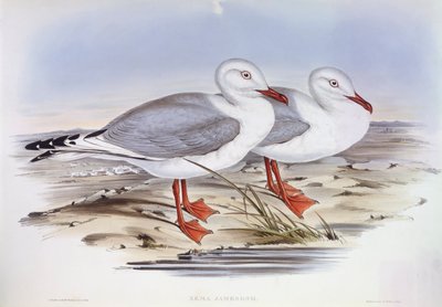 Gümüş martı (Larus novaehollandiae), John Gould tarafından gravür by John Gould