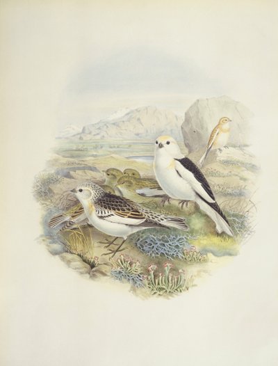 Kar kiraz kuşu (Plectrophenax nivalis), illüstrasyon by John Gould