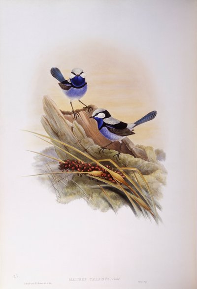 Muhteşem peri çalısı (Malurus splendens), John Gould tarafından gravür by John Gould