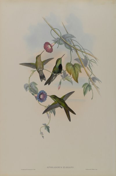 Sporadinus Elegans: St. Domingo Humming Bird  by John Gould