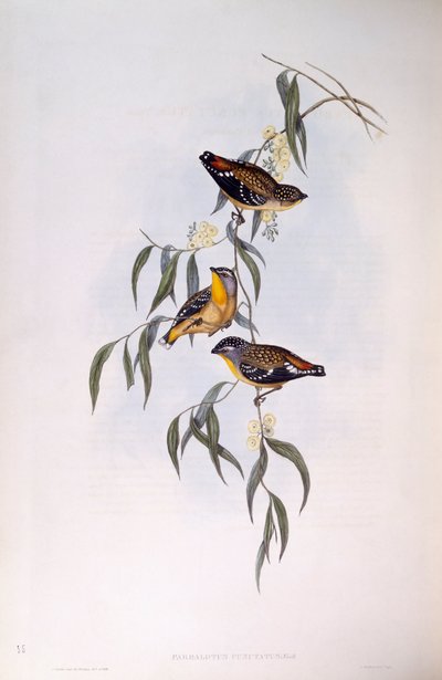 Benekli pardalote (Pardalotus punctatus), John Gould tarafından gravür by John Gould