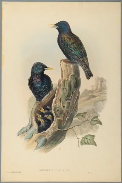 Starling: Sturnus Vulgaris (Linn) (dokuma kağıt üzerinde renkli taş) by John Gould