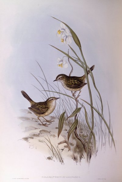 Çizgili calamanthus (Calamanthus fuliginosus), John Gould tarafından gravür by John Gould